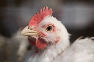 Кормление и уход за цыплятами-бройлерами