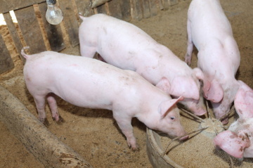 Кормление свиней комбикормом