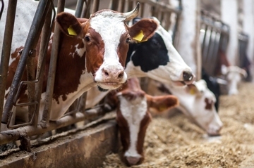 Нормы кормления лактирующих коров