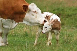 Чем можно кормить корову в разные периоды жизни?