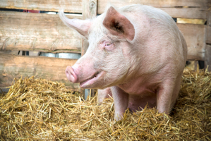 Правильный рацион кормления свиней и нормы корма для поросят