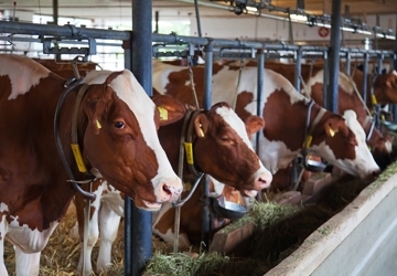 Нормы кормления коров